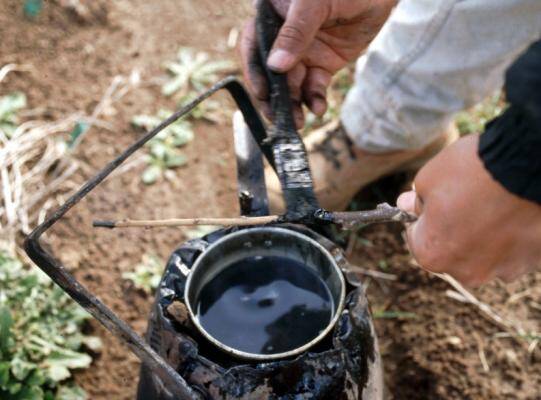 Photo of a pot of grafting wax, with wax being applied to a graft.