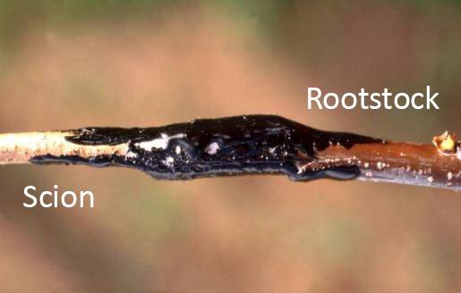 Photo of grafting wax applied to a graft, with the scion and rootstock identified.