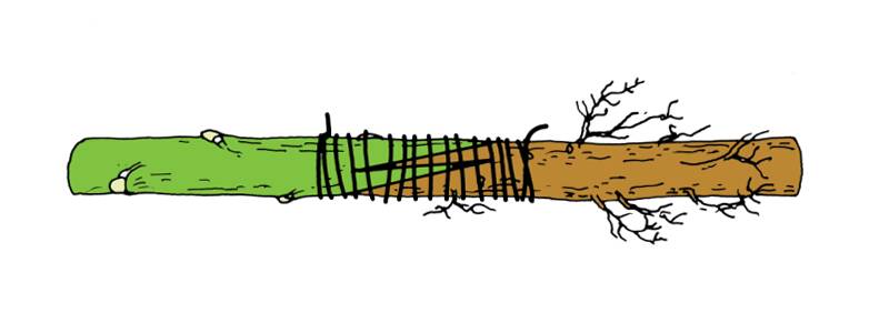 Illustration of a whip-and-tongue grafting.