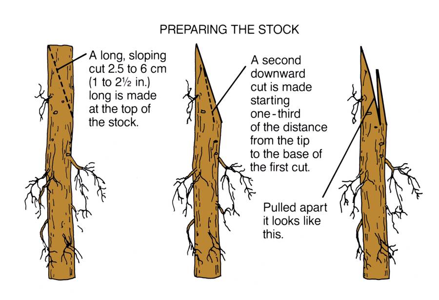 Illustration showing how to prepare a stock in three steps. Step One: A long, sloping cut 2.5 to 6 cm (1 to 3.5 in.) long is made at the top of the stock. Step Two: A second downward cut is made starting one-third of the distance from the tip to the base of the first cut. Step Three: The stock is shown with the second cut pulled open.
