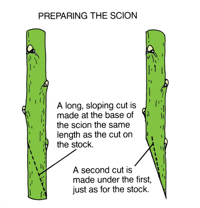 Illustration showing preparing the scion. A long, sloping cut is made at the base of the scion the same length as the cut on the stock. A second cut is made junder the first, just as for the stock.