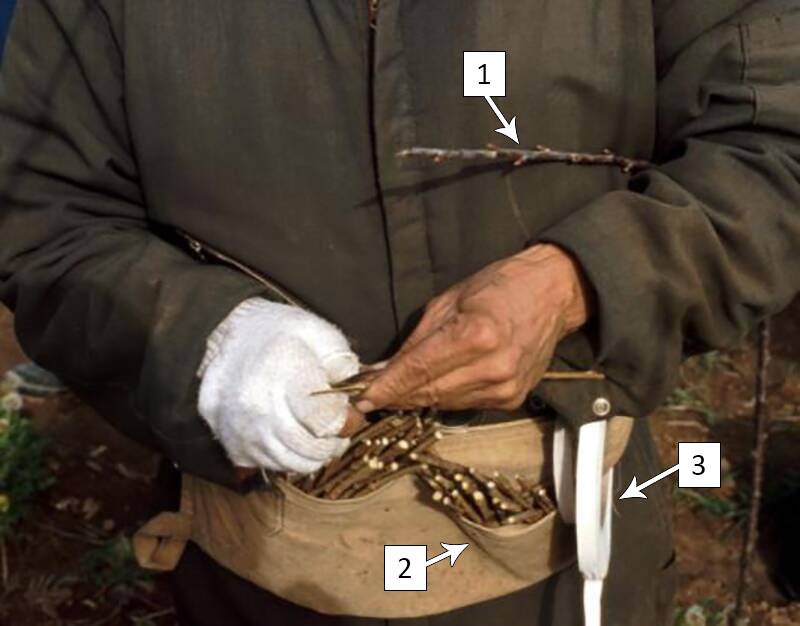 Photograph of grafter perfoming a graft in the field. The elements one through three mentioned in text are pointed out to illustrate what is being done.