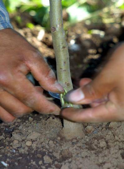 Photo showing a chip bud being inserted into rootstock.