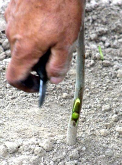 Photo showing a chip bud being inserted into rootstock.