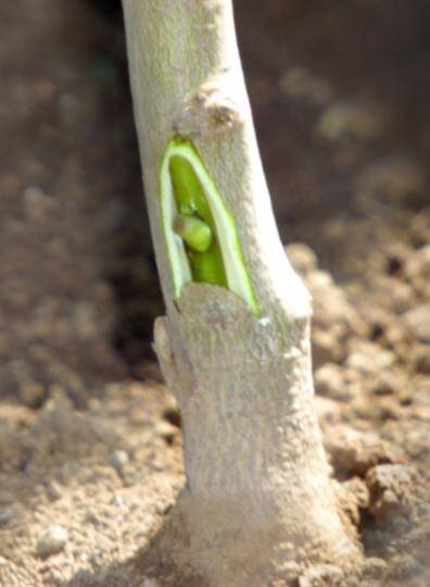 Photo showing a chip bud being inserted into rootstock.