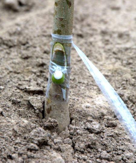 Photo of a chip bud inserted into rootstock and being wrapped in plastic.