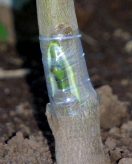 Photo of a chip bud inserted into rootstock and being wrapped in plastic.