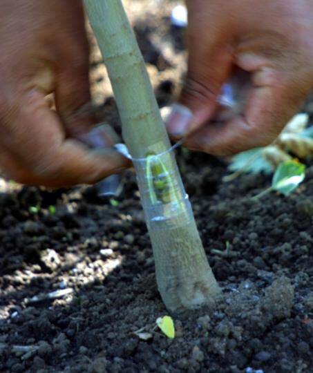 Photo of a chip bud inserted into rootstock and being wrapped in plastic.