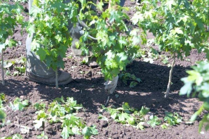 Photo showing rootstock plants with lower leaves rubbed off.