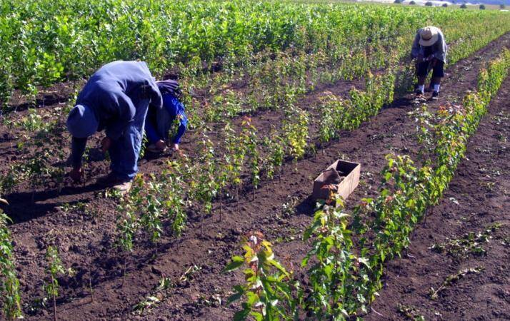 Photo of a field of plants with a first team member inserting chip buds to rootstock, and the second wrapping the chip buds.