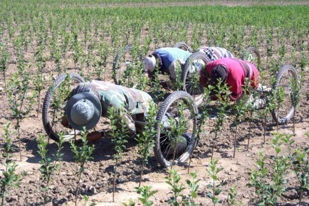 Photo showing front angle view of workers in the field using grafting trolleys.