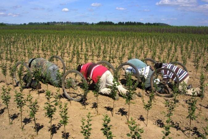 Photo showing rear angle view of workers in the field using grafting trolleys.