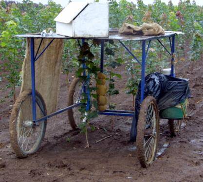 Photo showing a four wheeled grafting trolley.