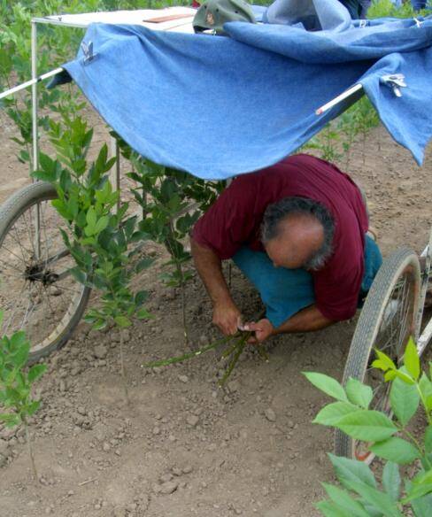 Photo of a worker using a four wheel grafting trolley.