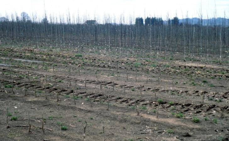 Photo of an example field of rootstock plants with tops removed.