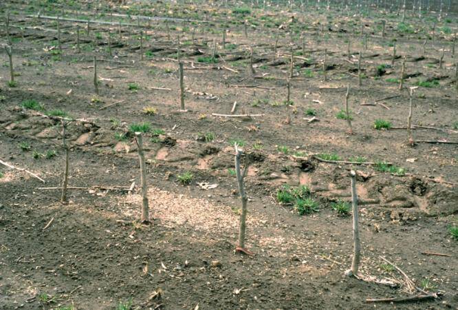 Photo of an example field of rootstock plants with tops removed.
