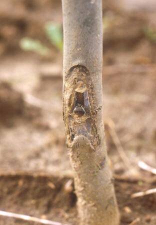 Photo of a healed bud on rootstock.
