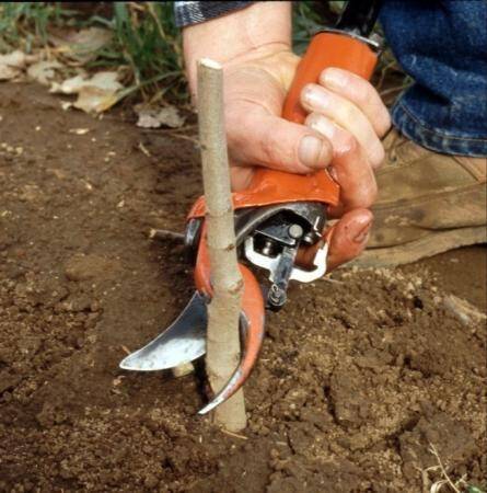 Photo showing a pneumatic pruner being used on rootstock.