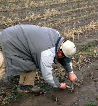 Photo of a worker doing hand pruning of the top of rootstock.