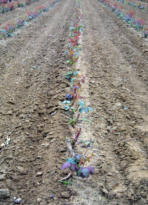 Photo of a field of rose rootstocks with buds beginning to grow leaves.