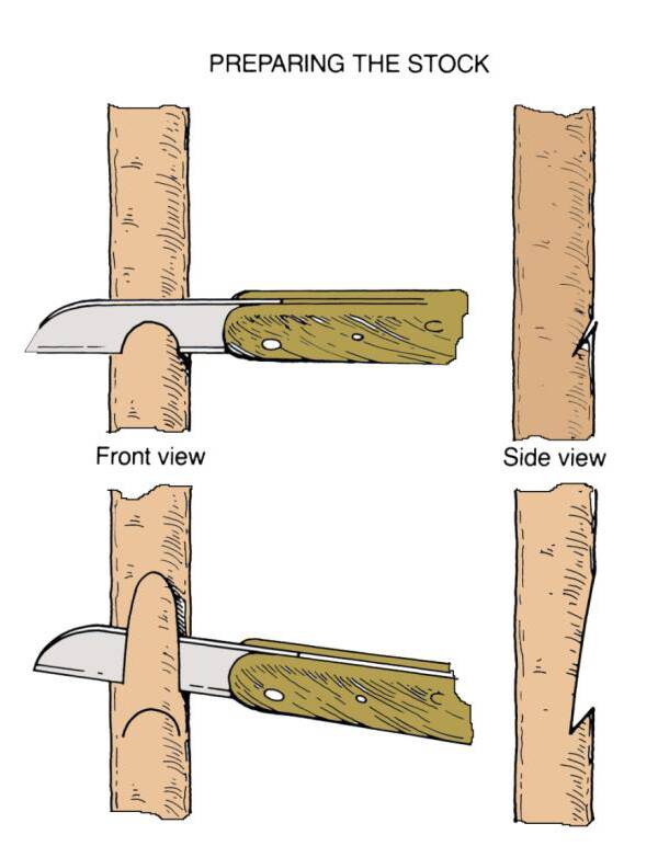 Illustration showing frontal and side views of the two cuts being made into rootstock.