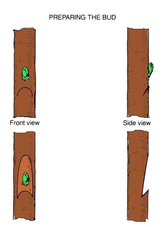 Illustration showing frontal and side views of a bud being cut into a chip to be inserted into rootstock.