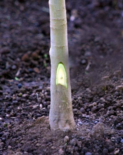 Photo showing an example of the chip shaped piece of plant removed by the two cuts.