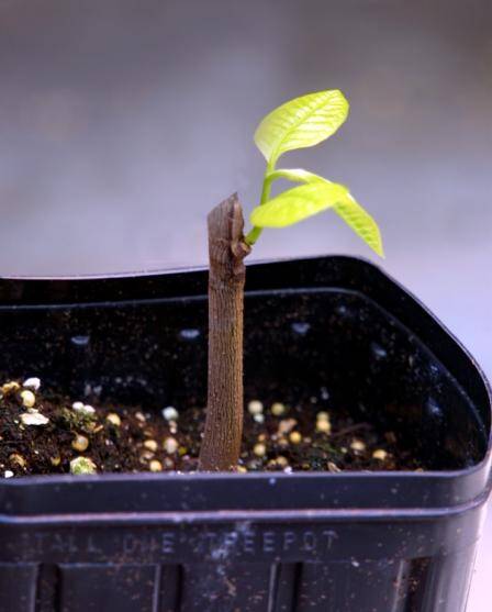 Close up photo of a paw paw bug beginning to sprout from rootsock.