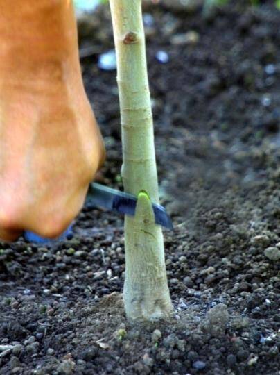 Photo showing the first downward cut in rootstock.