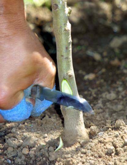 Photo showing the second downward cut in rootstock.