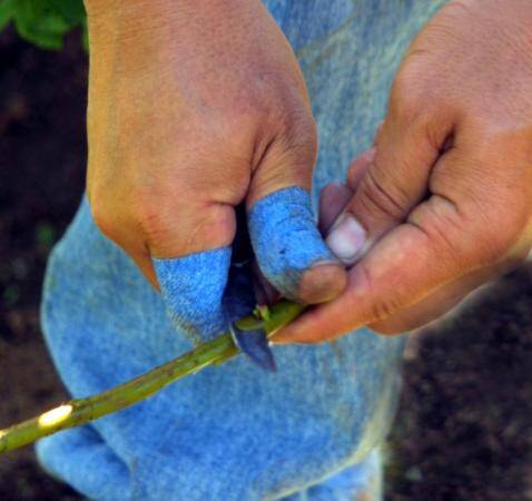 Photo showing second cut being made to scion bud.