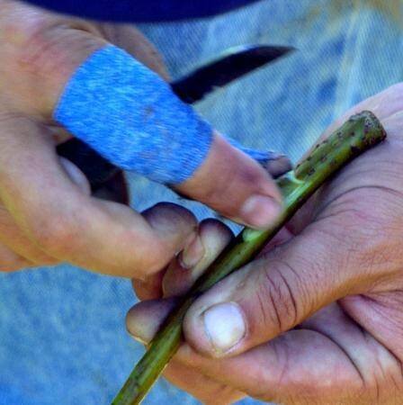 Photo showing the scion bud being removed, and ready to be inserted into rootstock.