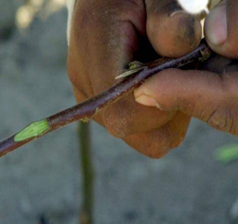 Photo showing first cut being made to remove a scion bud.