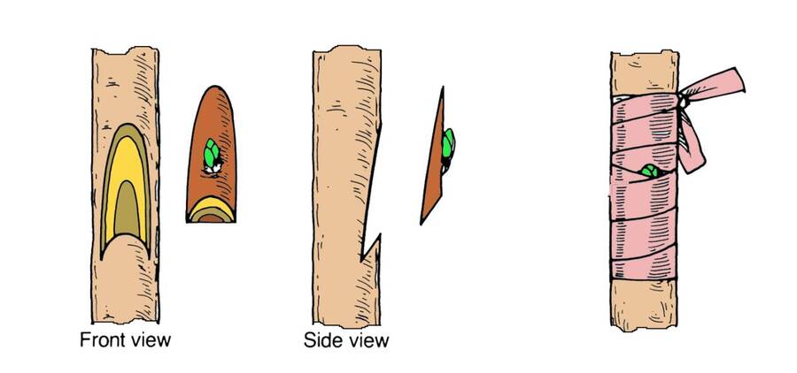 Illustraton showing frontal and side views of rootstock and bud chip before being brought together. Second step shows chip inserted and wrapped with plastic grafting wraps, except for the bud, which is left exposed.