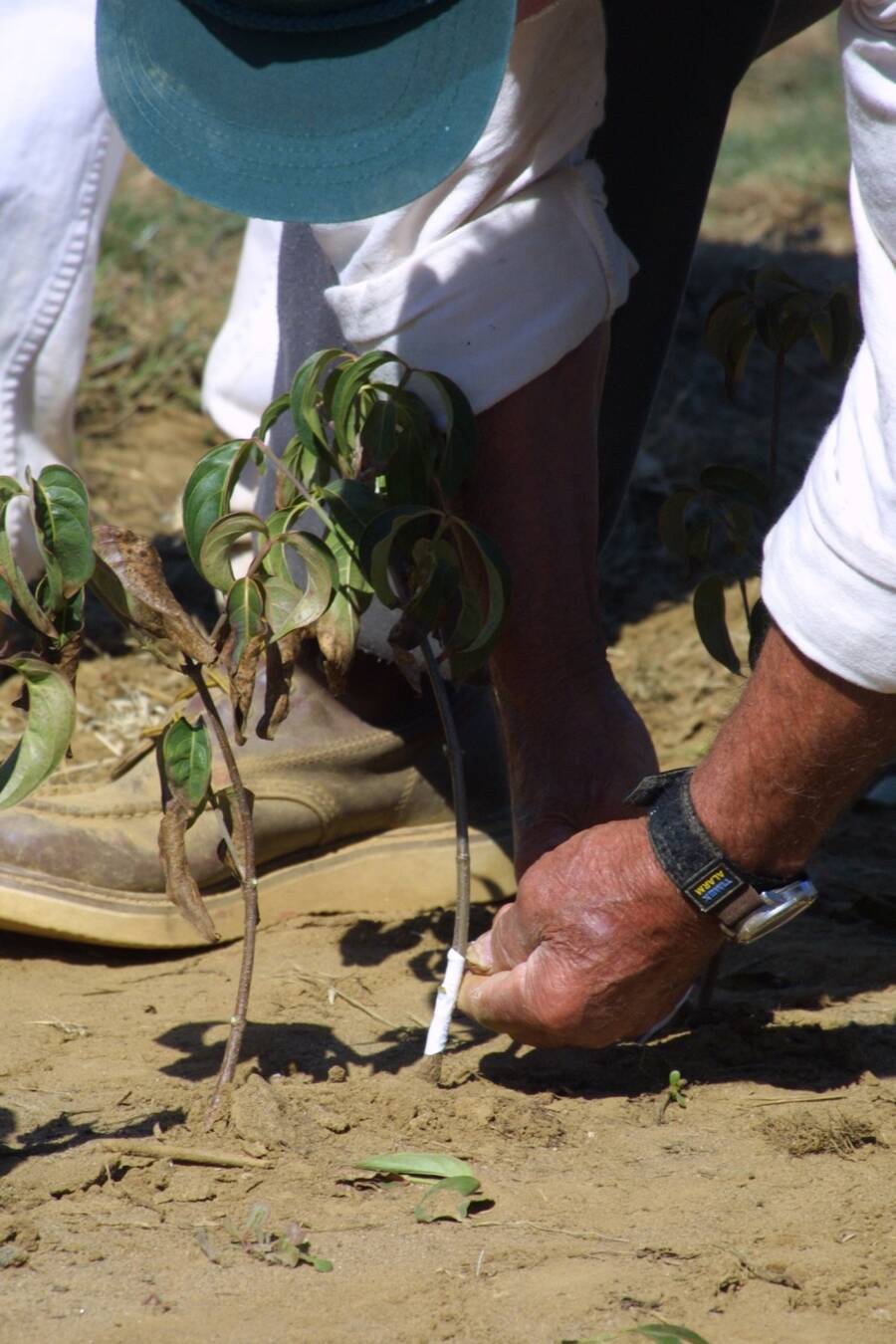 Photo showing a worker creating a bud graft.