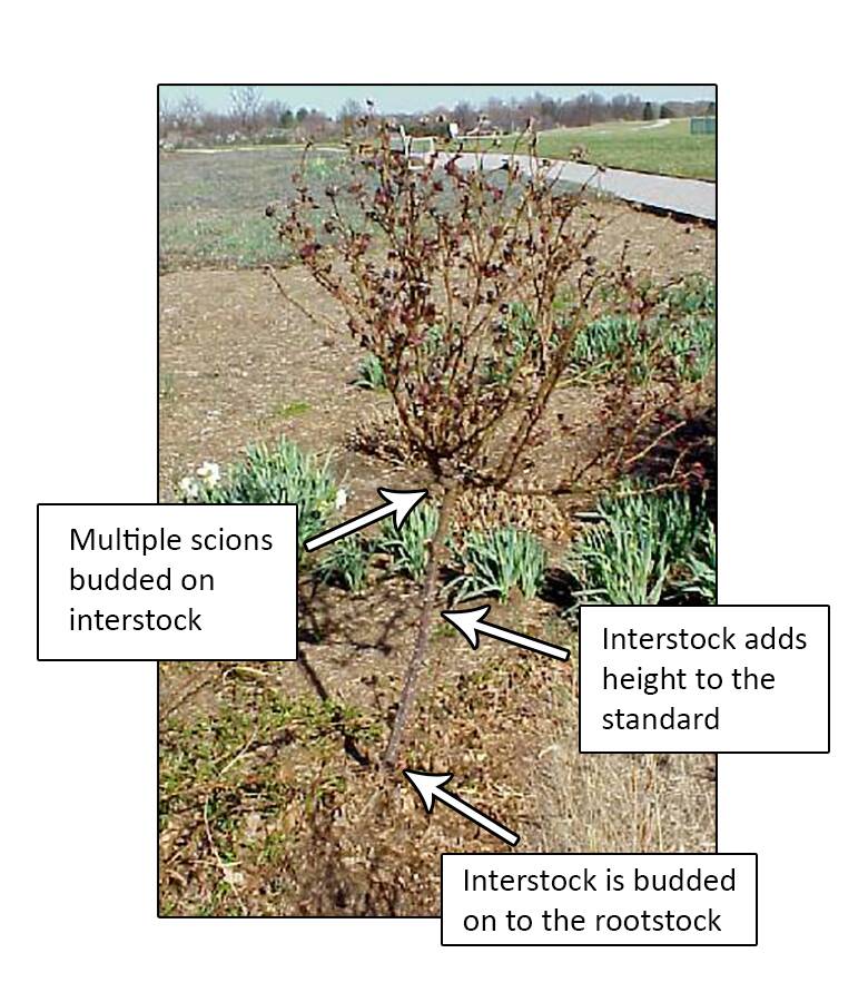 Photo showing an example of double working. Three sections are identified on the resulting plant; multiple scions budded on interstock, interstock adds height to the standard, and interstock is budded on to the rootstock.