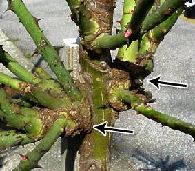 Photo showing where the scion buds are budded onto the interstem of a rose standard.