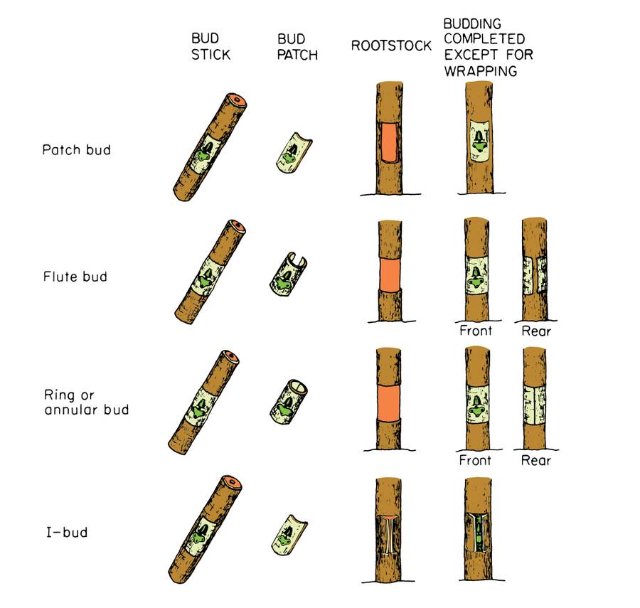 Illustration showing the differences between patch bud, flute bud, ring or annular bud, and I-bud.