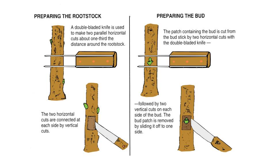 An illustration the two steps each needed for preparing the rootstock, as well as preparing the bud. Step one for preparing the rootstock requires a double-bladed knife being used to make two parallel horizontal cuts about one-third the distance around the rootstock. In step two the two horizontal cuts are connected at each size by vertical cuts. Step one for preparing the bud requires the patch containing the bud being cut from the bud stick by two horizontal cuts with the double-bladed knife. This is followed by step two where two vertical cuts are made on each side of the bud. The bud patch is removed by sliding it off to one side.