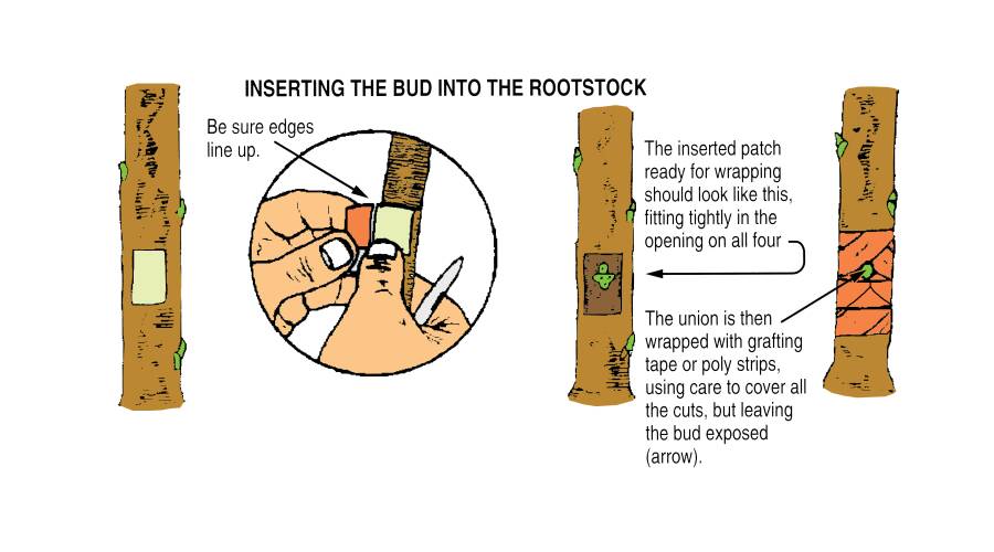 Illustration showing inserting the bud into the rootstock. The rootstock with patch is shown. Be sure edges of the bud patch match up to the rootstock patch. The inserted patch read for wrapping is shown how it should look, fitting tightly in the opening on all four sides. The final step shows the union then wrapped with grafting tape or poly strips, using care to cover all the cuts, but leaving the bud exposed.