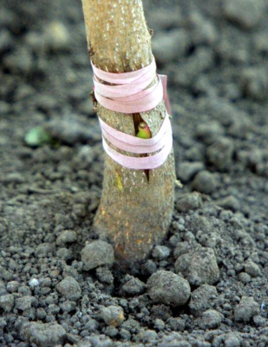 Photo showing an example of T-budding.