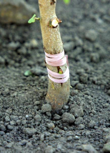 Photo of a new T-bud wrapped with rubber bands and the bud exposed between them.