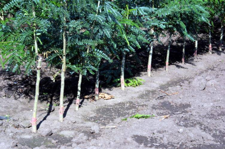 Photo of a row of plants with T-buds, wrapped with rubber bands.