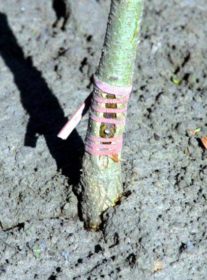 Close up photo of a T-bud wrapped with rubber bands.