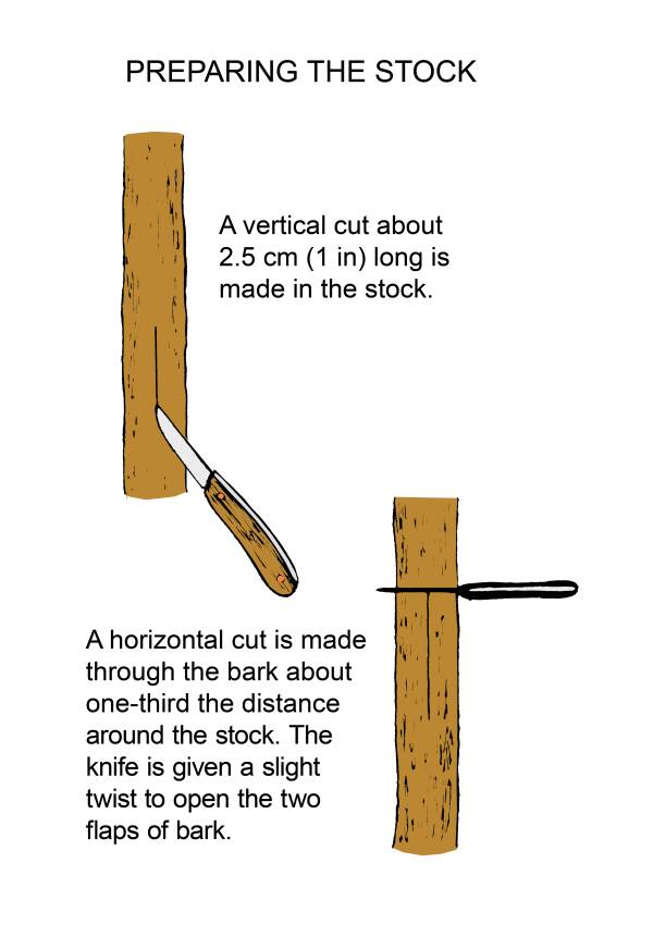 Illustration showing the preparation of stock for T-budding. Image shows two steps. The first step shows a vertical cut about 2.5cm (1 in) long is made in the stock. The second step shows a horizontal cut is made through the bark about one-third the distance around the stock. The knife is given a slight twist to open the two flaps of bark.