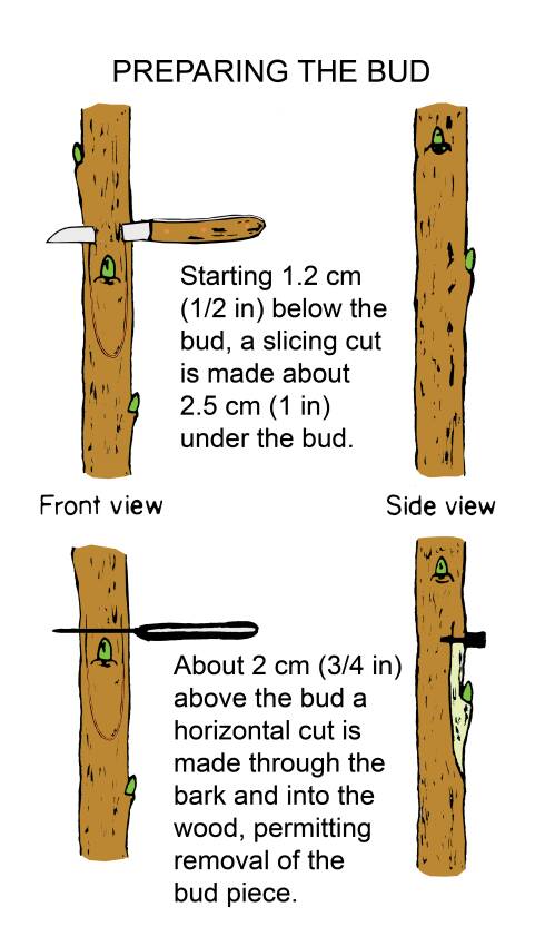 Illustration shwoing two steps for preparing the bud, from a front and side view. Step one shows starting 1.2 cm (1/2 in) below the bud, a slicing cut is made about 2.5 cm (1 in) under the bud. Step two shows about 2 cm (3/4 in) above the bud a horizontal cut is made through the bark and into the wood, permitting removal of the bud piece.