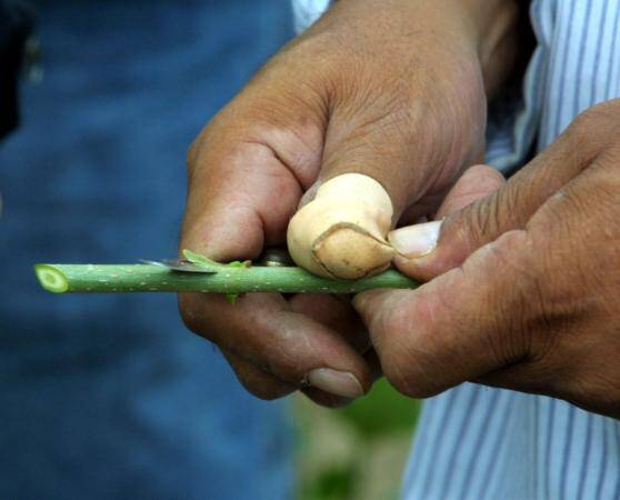 Photo of inner wood being removed from a T-bud.