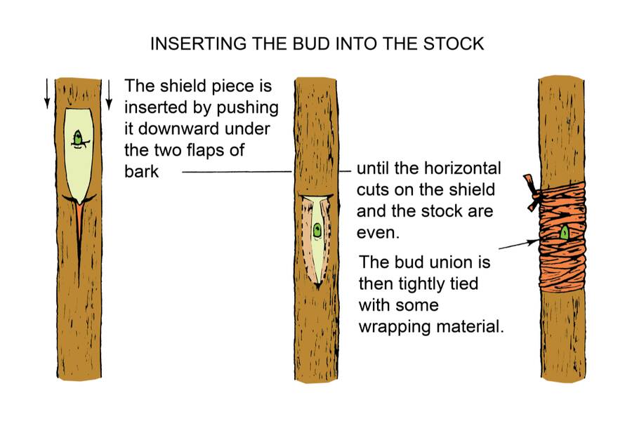 Illustration showing the insertion of the bud into the stock in three steps. The first step shows the shield piece being inserted by pushing it downward under the two flaps of bark. The second step shows step one being done until the horizontal cuts on the shield and the stock are even. Step three shows the bud union then being tightly tied with some wrapping material.