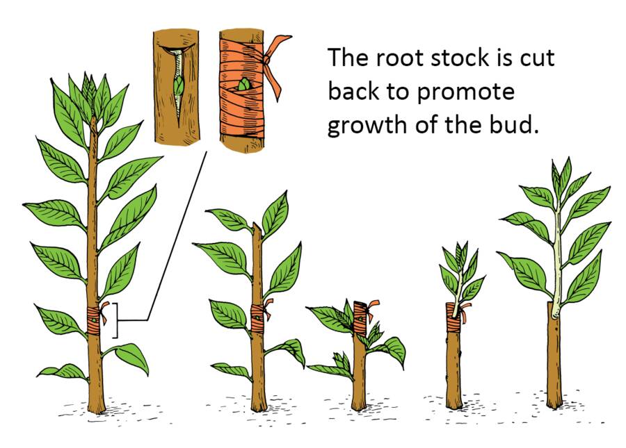 Illustration showing the rootstock being cut back to promote growth of the bud.