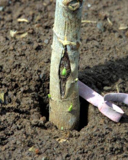 Photo of a T-bud moderately healed.